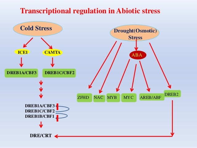Stress Responses of Photosynthetic Organisms. Molecular Mechanisms and Molecular Regulations